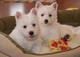 Espectaculares cachorros de westy - Foto 1