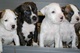 Exelente línea de cachorros de American Standord - Foto 1