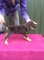 Gratis affenpinscher cachorro lista