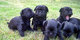 Gratis affenpinscher puppies cachorros lista - Foto 1