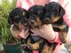 Gratis airedale terrier cachorro lista