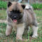 Gratis akita cachorro disponibles