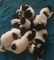Gratis akita cachorros listo