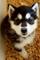 Gratis Alaska Malamute cachorros - Foto 1