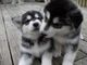 Gratis alaska malamute cachorros disponibles
