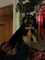 Gratis alaska malamute cachorros lista