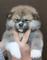 Gratis barbilla japonesa cachorros lista - Foto 1