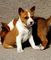 Gratis basenji cachorro lista