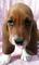 Gratis basset hound cachorro - Foto 1