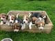 Gratis beagle cachorro disponibles
