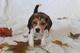 Gratis beagle cachorros - Foto 1