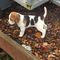 Gratis beagle cachorros lista