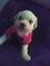 Gratis bichon frise cachorro - Foto 1