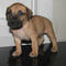 Gratis Boerboel cachorro disponibles - Foto 1