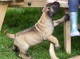 Gratis boerboel cachorros disponibles