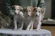 Gratis border collie cachorros lista