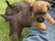 Gratis border terrier cachorros lista - Foto 1