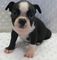 Gratis Boston Terrier cachorro - Foto 1