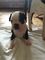 Gratis boston terrier cachorro lista