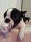 Gratis boston terrier cachorro lista