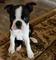 Gratis boston terrier cachorros - Foto 1