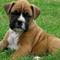 Gratis boxer cachorro