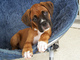 Gratis Boxer cachorros disponibles - Foto 1