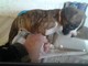 Gratis boxer cachorros lista