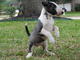 Gratis bull terrier cachorros