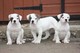 Gratis bulldog americano cachorro lista