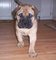 Gratis bullmastiff cachorros disponibles - Foto 1