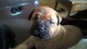 Gratis Bullmastiff cachorros lista - Foto 1