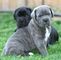 Gratis cane corso cachorro disponibles