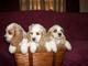 Gratis ckc cocker spaniel cachorros