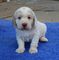Gratis clumber spaniel cachorro disponibles