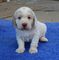 Gratis clumber spaniel cachorro disponibles