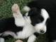 Gratis collie liso cachorros disponibles - Foto 1