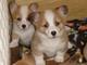 Gratis Corgi galés del pembroke cachorros - Foto 1