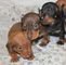 Gratis dachshund miniatura cachorros lista