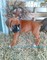 Gratis deslumbrante Boxer cachorros - Foto 1