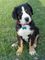 Gratis entlebucher montaña cachorro listo