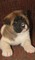 Gratis espléndida akita cachorros