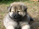 Gratis eurasier cachorros disponibles - Foto 1