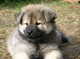 Gratis eurasier cachorros disponibles