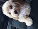 Gratis Excepcional f1b goldendoodle cachorro - Foto 1