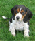 Gratis foxhound cachorro disponibles - Foto 1