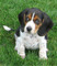 Gratis foxhound cachorro disponibles