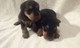 Gratis galés terrier cachorros lista