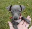 Gratis galgo cachorro disponibles