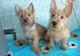 Gratis glorioso australiano terrier cachorros